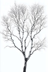 Fototapeta premium Elegant birch trees against white high resolution picture