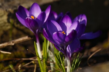 krokusy to piękne kwiaty © Pawel Zabczyk