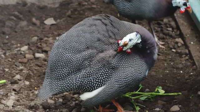 Guinea Fowl Cleaning Its Feathers on the Ground
