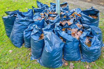 Large pile of blue plastic bags filled with collected autumn leaves during seasonal cleanup