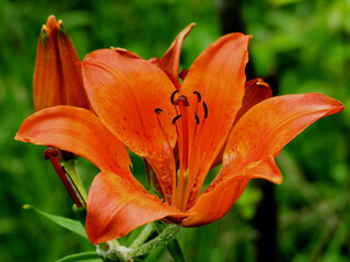 Feuerlilie mit KI erstellt+bearbeitet
