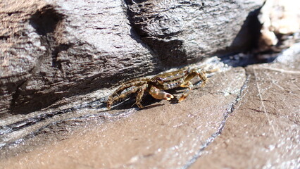 Marbled shore crab or marbled rock crab (Pachygrapsus marmoratus) in the littoral zone, Ligurian Sea, Italy, Imperia