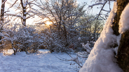 Snowy Forest with Sunlight and Tree in Foreground, Rh&ouml;n, Germany