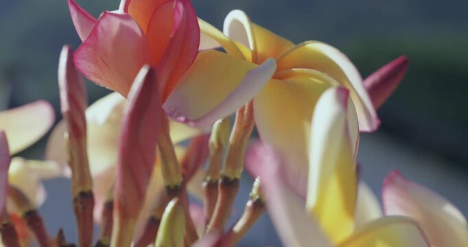Fleur de frangipanier