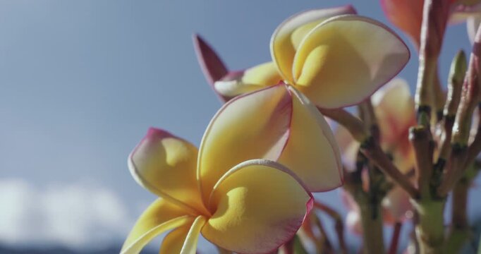 Fleur de frangipanier