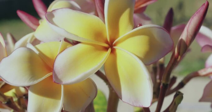 Fleur de frangipanier