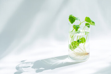 A serene glass vase holds fresh green plant cuttings with visible roots in clear water, bathed in soft natural light against a white background.