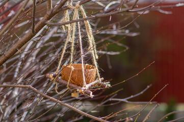 Bird feeder made from coconut shell hanging on tree branches on jute ropes in the garden with sun flower seeds for birds