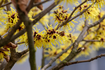 Hamamelis intermedia yellow winter spring flowering plant, group of amazing witch hazel Arnold promise flowers in bloom