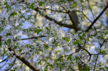 Prunus avium wild sweet cherry in bloom, beautiful white flowering tree branches with green leaves