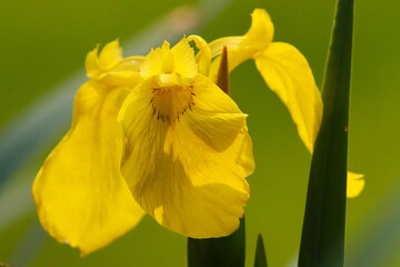 letnie irysy © Pawel Zabczyk