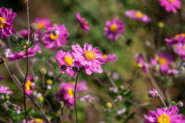 Fototapeta premium Anemone hupehensis praecox thimbleweed pink petal simplicity flowering plant, windflowers flowering plants in the garden