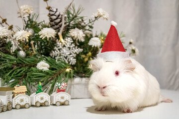 Cute white guinea pig wearing red Santa hat posing for Christmas photo