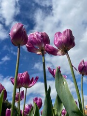 tulips, flowers, garden, spring