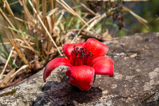 Red silk-cotton flower (Bombax ceiba) on a stone surface in natural sunlight, close-up botanical macro.
