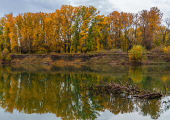 beautiful autumn landscape with river and forest, yellow leaves on trees, cloudy weather