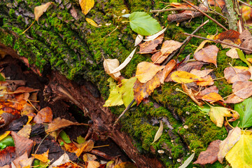 closeup view of tree bark with green moss and fallen leaves, beautiful landscape of autumn forest, cloudy weather