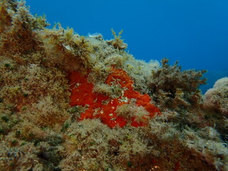 Red encrusting sponge or orange-red encrusting sponge (Crambe crambe) undersea, Ligurian Sea, Italy, Imperia