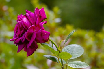 fioletowa róża © Pawel Zabczyk