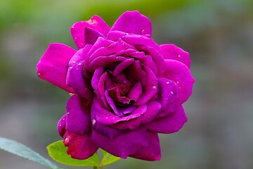 fioletowa róża © Pawel Zabczyk