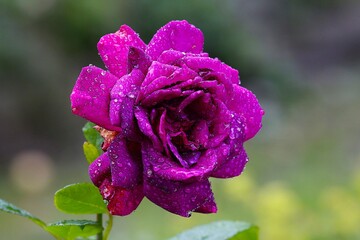 fioletowa róża  © Pawel Zabczyk
