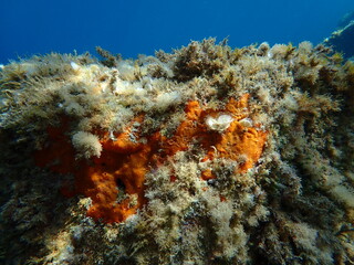 Red encrusting sponge or orange-red encrusting sponge (Crambe crambe) undersea, Ligurian Sea, Italy, Imperia