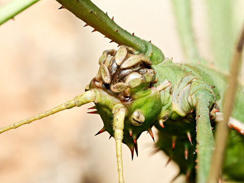 Phasme Heteropteryx dilatata &ndash; macro du phasme g&eacute;ant malais, d&eacute;tail des &eacute;pines, cuticule verte et morphologie naturaliste