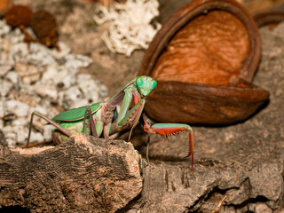Mante Hierodula majuscula – vue macro de la mante australienne verte et rouge, raptoria dressées, portrait naturaliste
