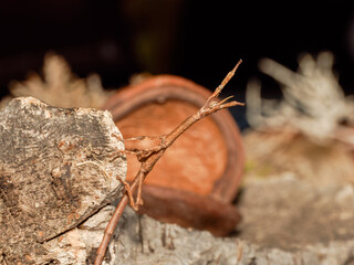 Phasme Achrioptera manga (Achrioptera manga), portrait macro du phasme malgache sur branches sèches – insecte mimétique de la famille des Phasmatidae