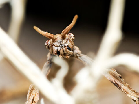 Phasme Achrioptera manga (Achrioptera manga), portrait macro du phasme malgache sur branches s&egrave;ches &ndash; insecte mim&eacute;tique de la famille des Phasmatidae