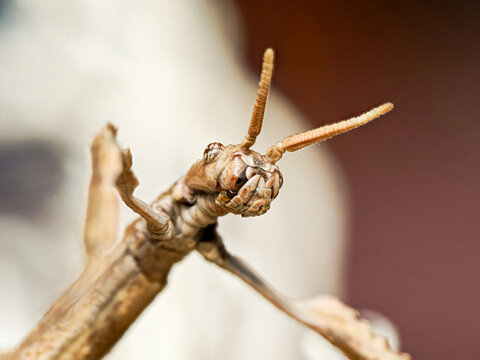Phasme Achrioptera manga (Achrioptera manga), portrait macro du phasme malgache sur branches s&egrave;ches &ndash; insecte mim&eacute;tique de la famille des Phasmatidae