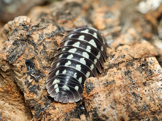 Isopode Armadillidium granulatum “zebra” (Armadillidium granulatum), portrait macro détaillé du cloporte terrestre zébré – Crustacé Isopoda, Armadillidiidae