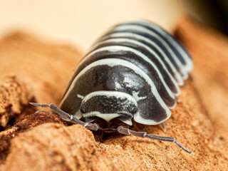 Isopode Armadillidium granulatum “zebra” (Armadillidium granulatum), portrait macro détaillé du cloporte terrestre zébré – Crustacé Isopoda, Armadillidiidae