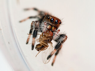 Araignée sauteuse Salticidae sp. en prédation – macro du comportement de chasse d’une...