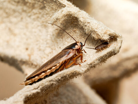 Blatte Dubia Blaptica dubia (Blattodea, Blaberidae) &ndash; macro naturaliste de blattes en activit&eacute; sur nourriture et substrat
