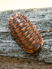Isopode Cubaris sp. “Red Tiger” (Isopoda, Armadillidae) – macro naturaliste du cloporte tigré orange sur bois