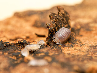 Isopodes Cubaris sp. “White Side” (Isopoda, Armadillidae) – groupe d’adultes et juvéniles sur bois, macro naturaliste du cloporte aux segments blanchâtres