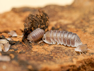 Isopodes Cubaris sp. “White Side” (Isopoda, Armadillidae) – groupe d’adultes et juvéniles sur bois, macro naturaliste du cloporte aux segments blanchâtres