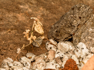 Empusa pennata – Empuse commune (Mantodea, Empusidae) sur substrat minéral, macro naturaliste du mantoptère mimétique en milieu sec