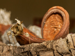 Empusa pennata – Empuse commune (Mantodea, Empusidae) sur substrat minéral, macro naturaliste du mantoptère mimétique en milieu sec
