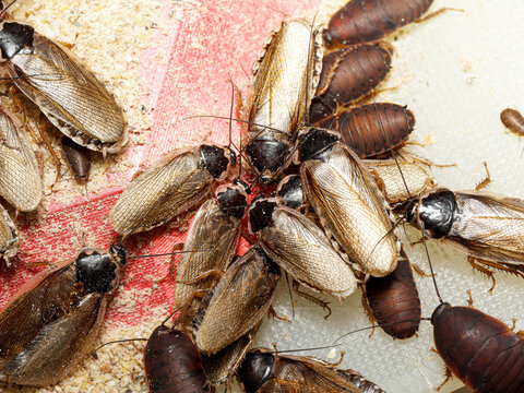 Blatte Dubia Blaptica dubia (Blattodea, Blaberidae) &ndash; macro naturaliste de blattes en activit&eacute; sur nourriture et substrat