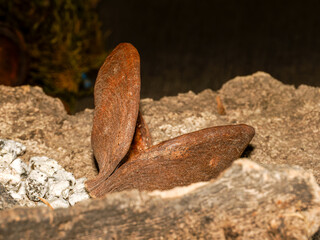 Coques ligneuses de sororoca – fruits secs tropicaux ouverts, texture fibreuse brune sur décor...