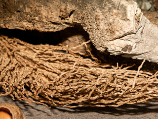Torche de palmier sèche – fibres végétales entremêlées sous écorce, structure naturelle texturée