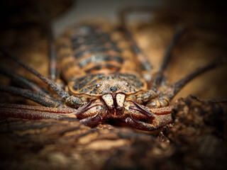 Amblypyge Euphrynichus bacillifer sur écorce – vue macro du fouetteur africain, Arachnida, Amblypygi