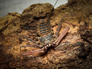 Amblypyge Euphrynichus bacillifer sur écorce – vue macro du fouetteur africain, Arachnida, Amblypygi