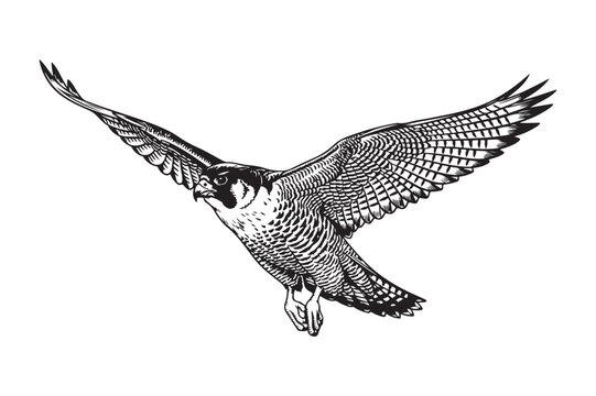 Detailed sketch of an osprey in flight with wings spread wide