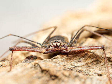 Amblypyge Euphrynichus bacillifer sur &eacute;corce &ndash; vue macro du fouetteur africain, Arachnida, Amblypygi
