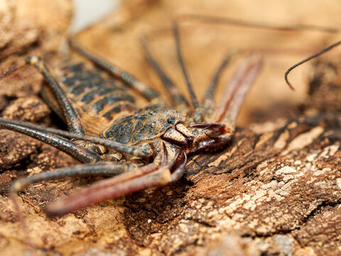Amblypyge Euphrynichus bacillifer sur &eacute;corce &ndash; vue macro du fouetteur africain, Arachnida, Amblypygi