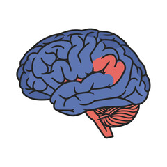Brain Anatomy Illustration, Medical Diagram, Neuroscience Education