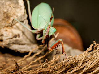 Mante religieuse (Mantis religiosa) en terrarium, insecte prédateur vert observant son environnement, gros plan naturaliste